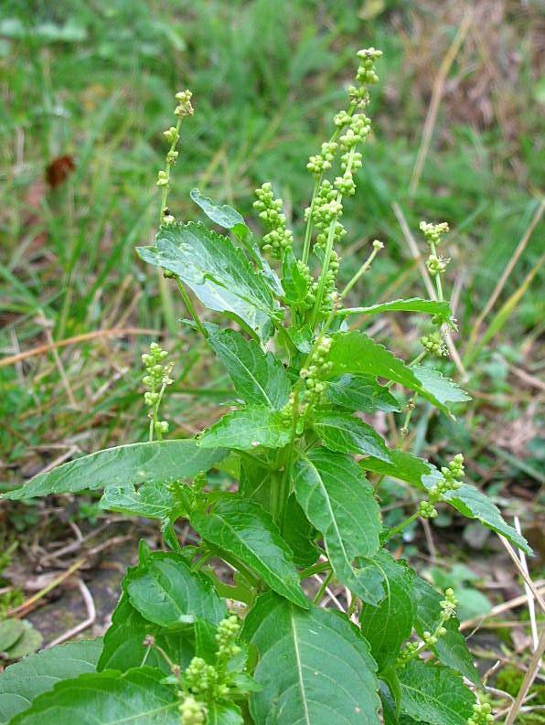 Mercurialis annua / Mercorella comune